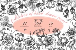 Hand Drawn Sketch Roses: Elevating Design with Authentic Botanical Art